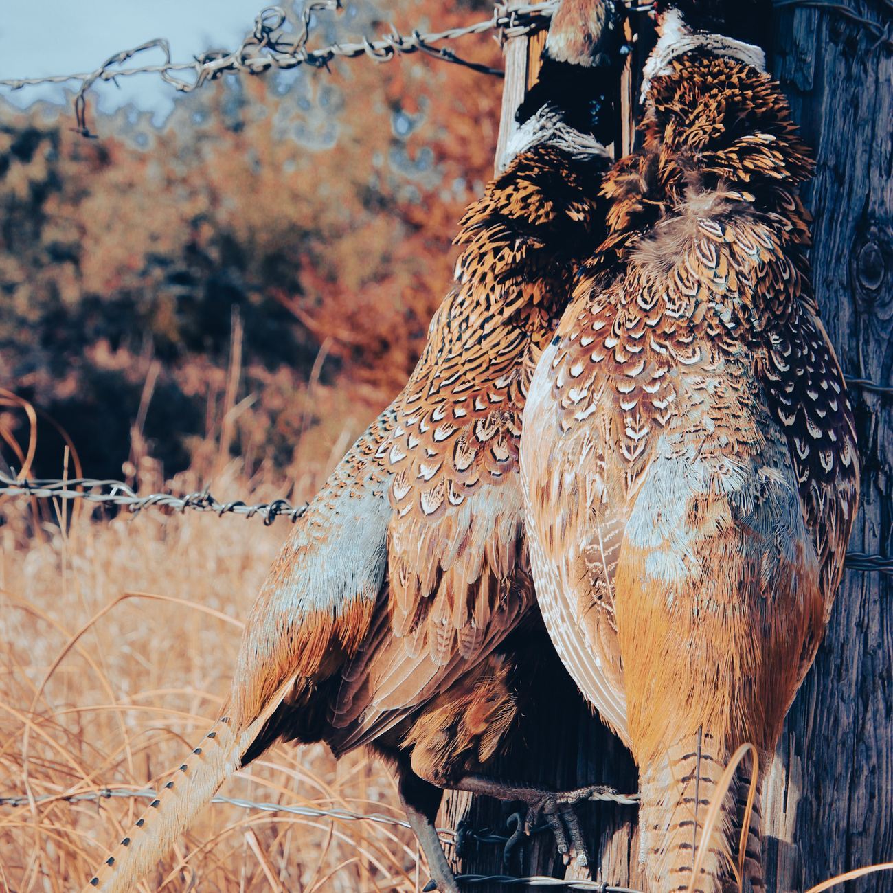 A handful of ring-necked roosters taken at Bolton Ranch